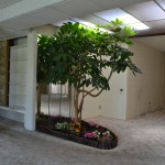 INdoor Tree